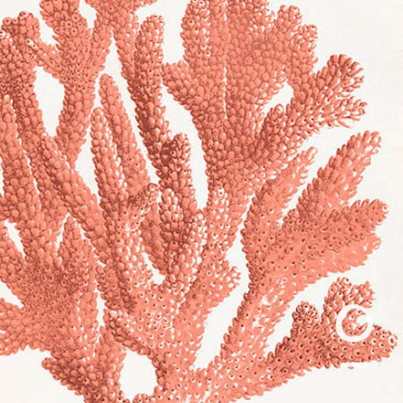 Cosmética Alga Coralina Oyuna